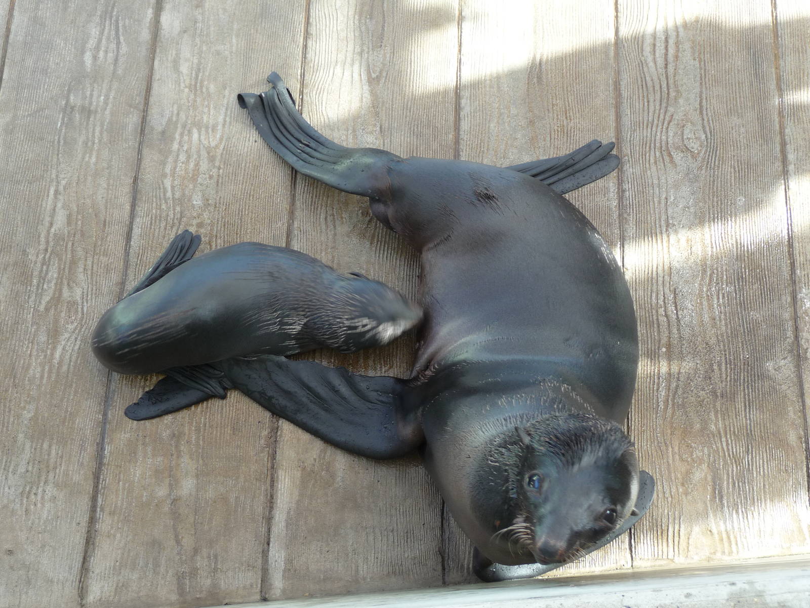northern fur seals new england aquarium