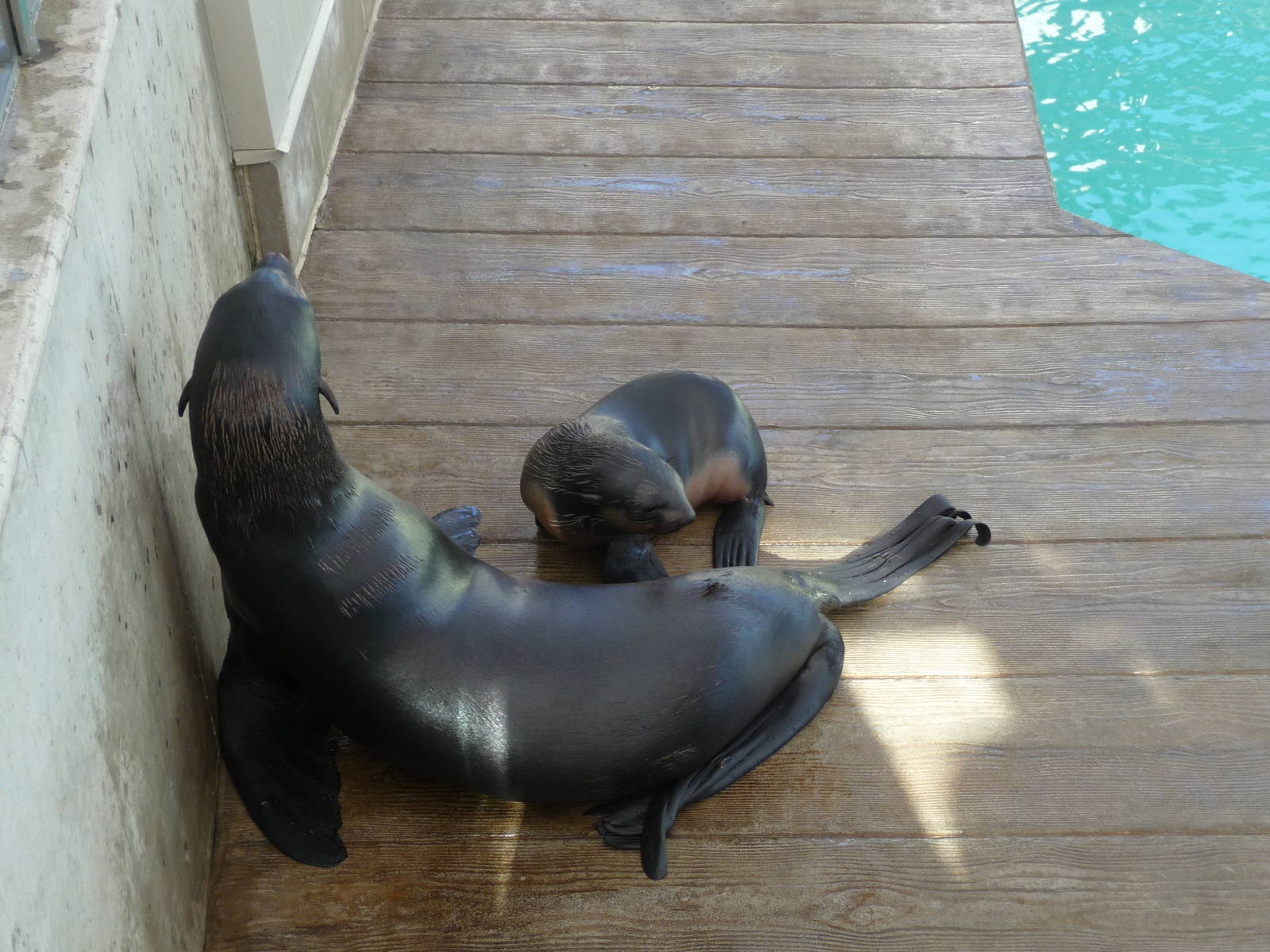 northern fur seals new england aquarium