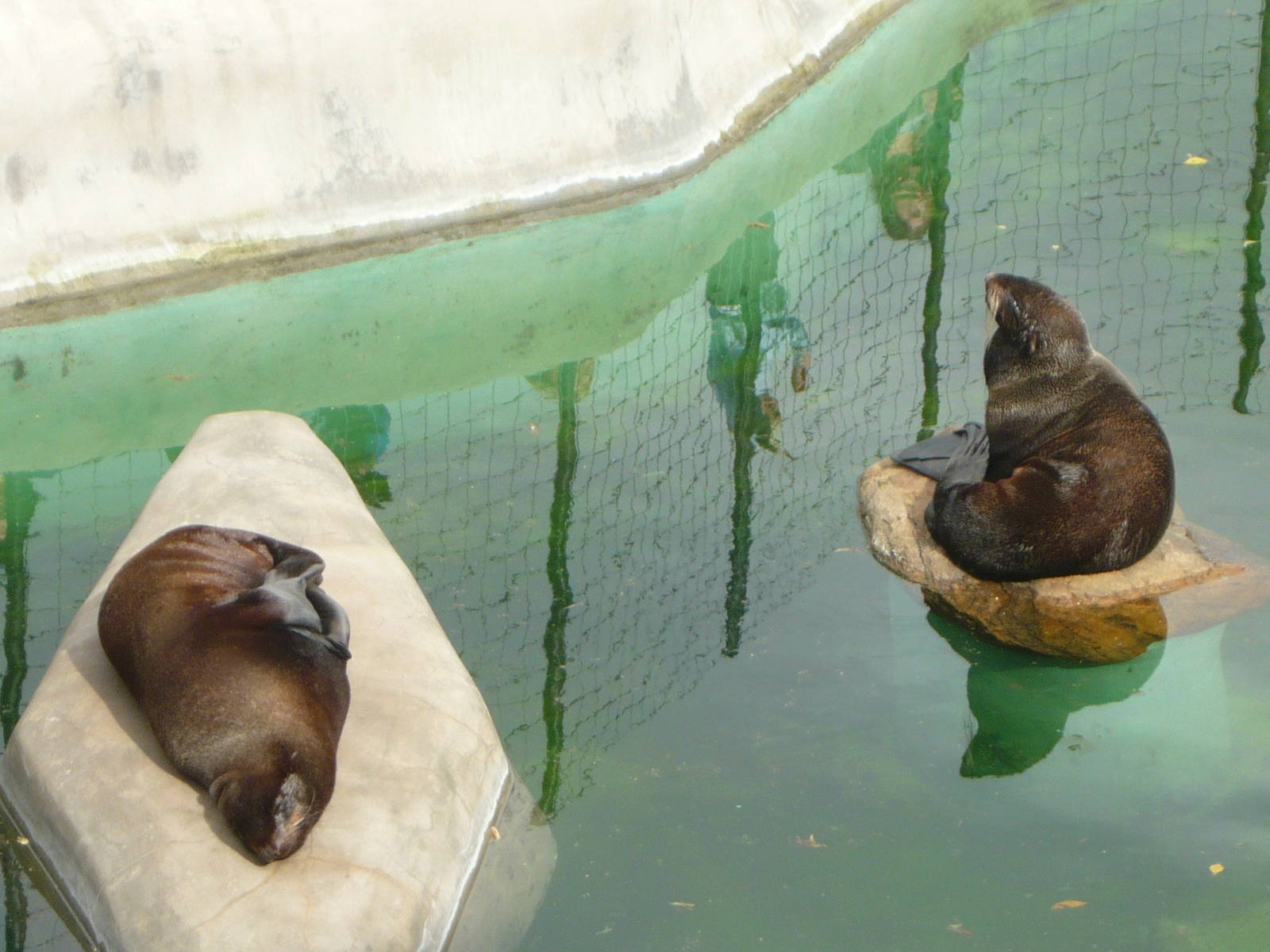 Northern fur seals