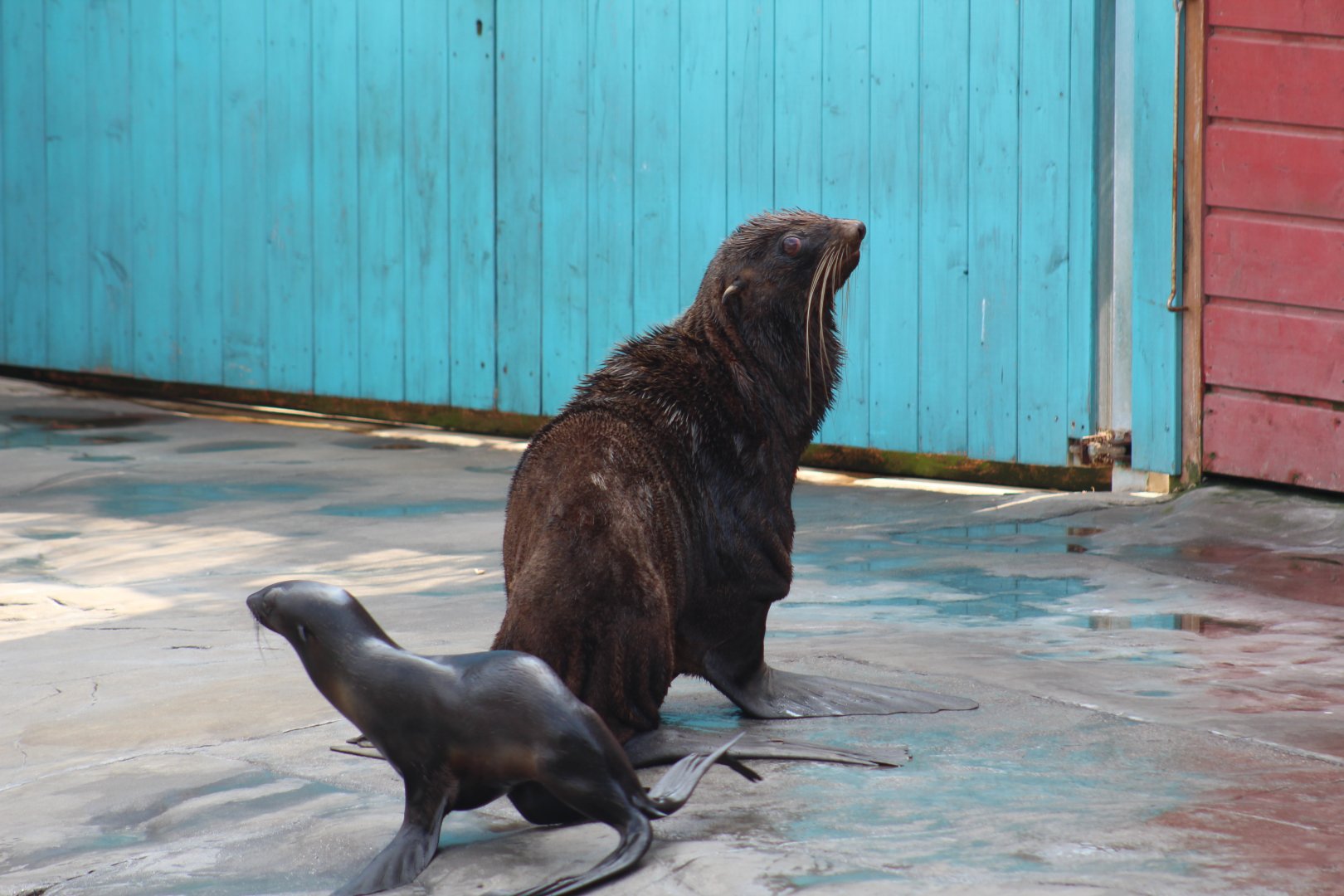 Northern Fur Seals
