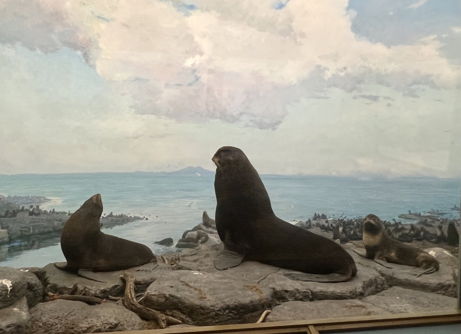 Northern Fur Seals