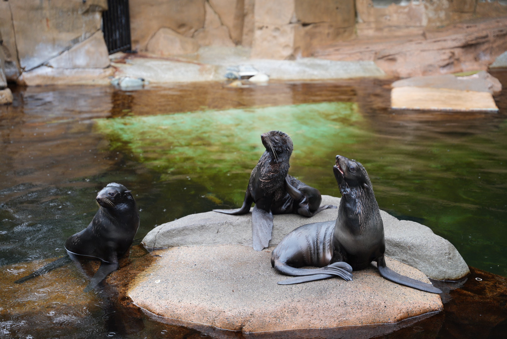Northern Fur Seals