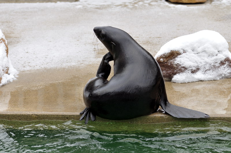Northern furseal at Hannover zoo