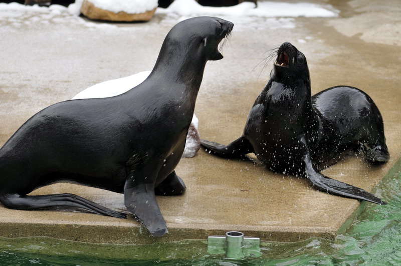 Northern furseal at Hannover zoo