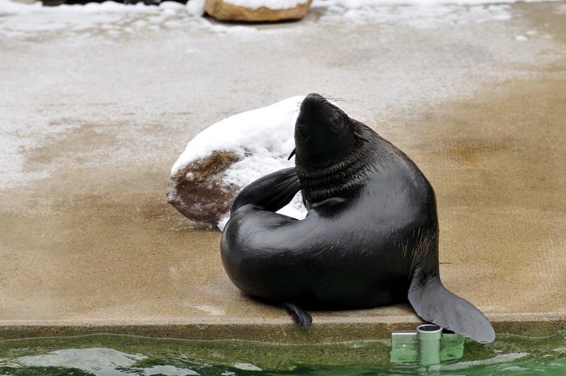 Northern furseal at Hannover zoo