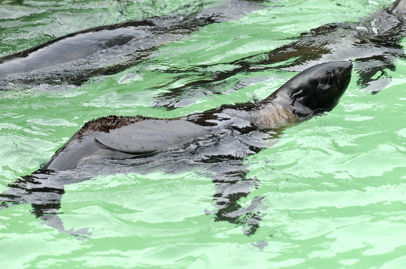 Northern furseal at Hannover zoo