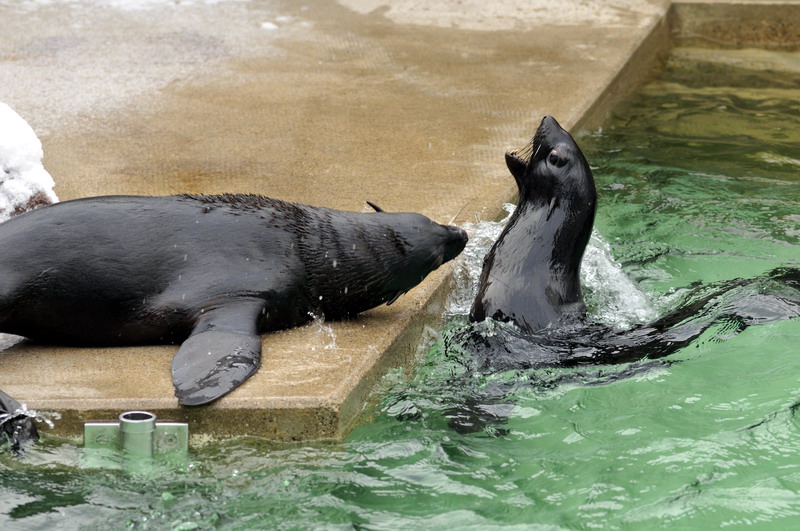 Northern furseal at Hannover zoo