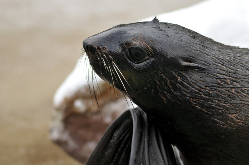Northern furseal at Hannover zoo