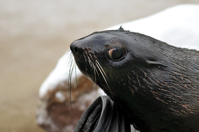 Northern furseal at Hannover zoo