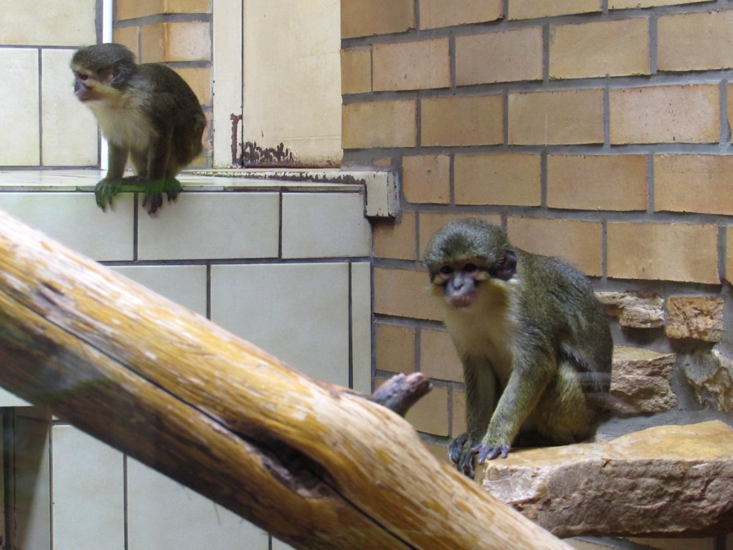 Northern (Gabon) Talapoin monkey
