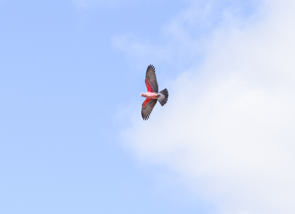 Northern Galah, Eolophus roseicapilla kuhli