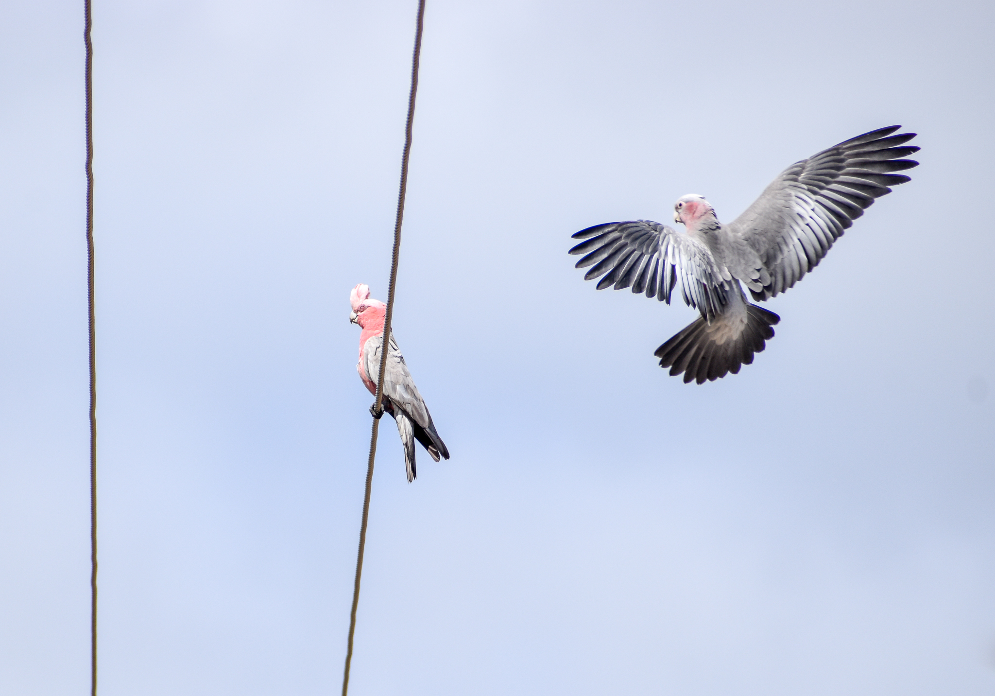 Northern Galah