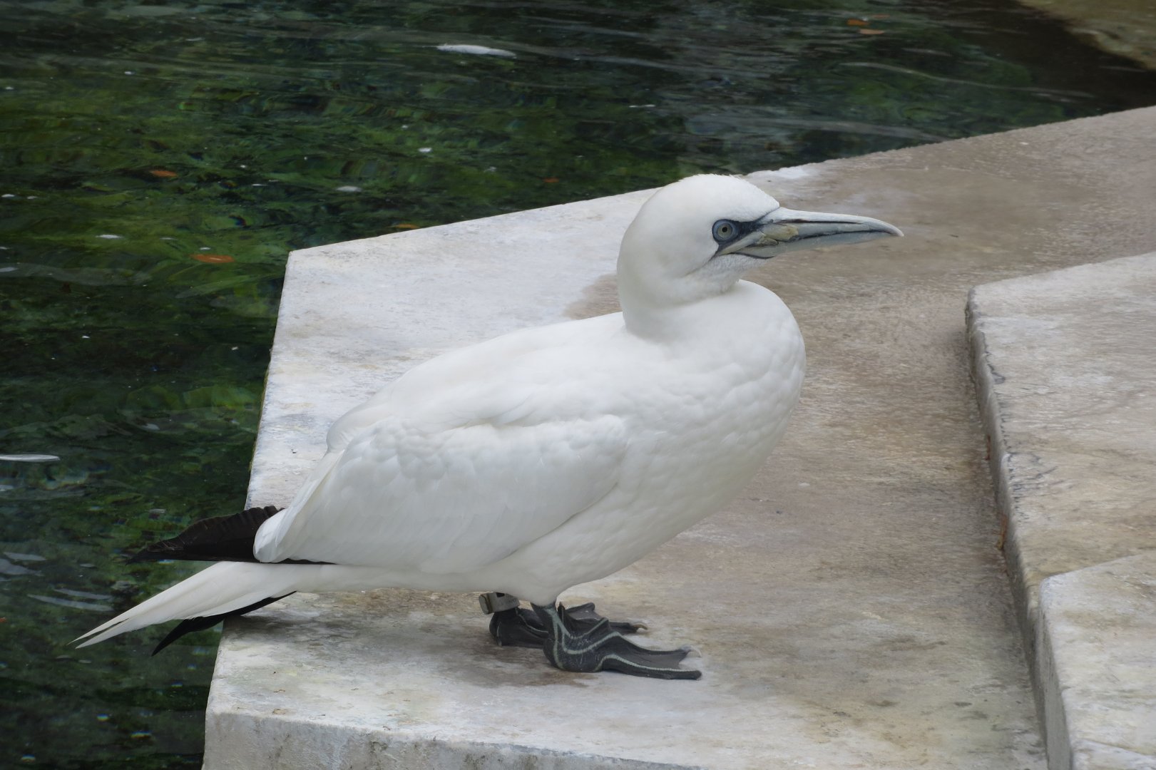 Northern gannet 031218