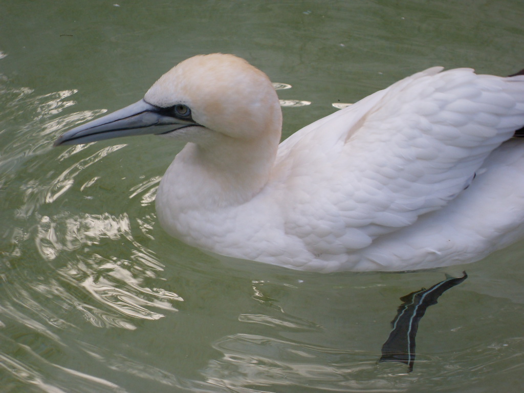 Northern gannet 061110