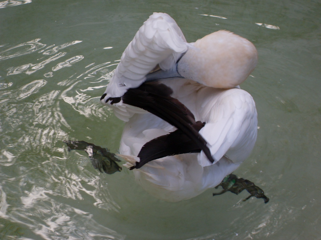 Northern gannet 061110