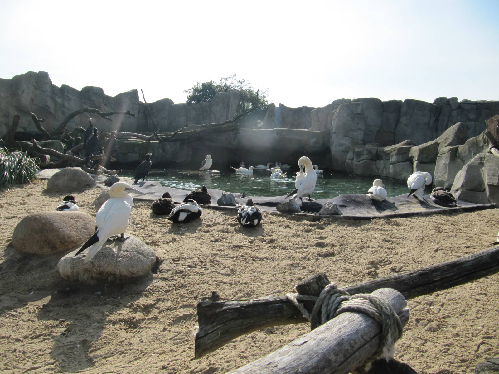 Northern Gannet 2010