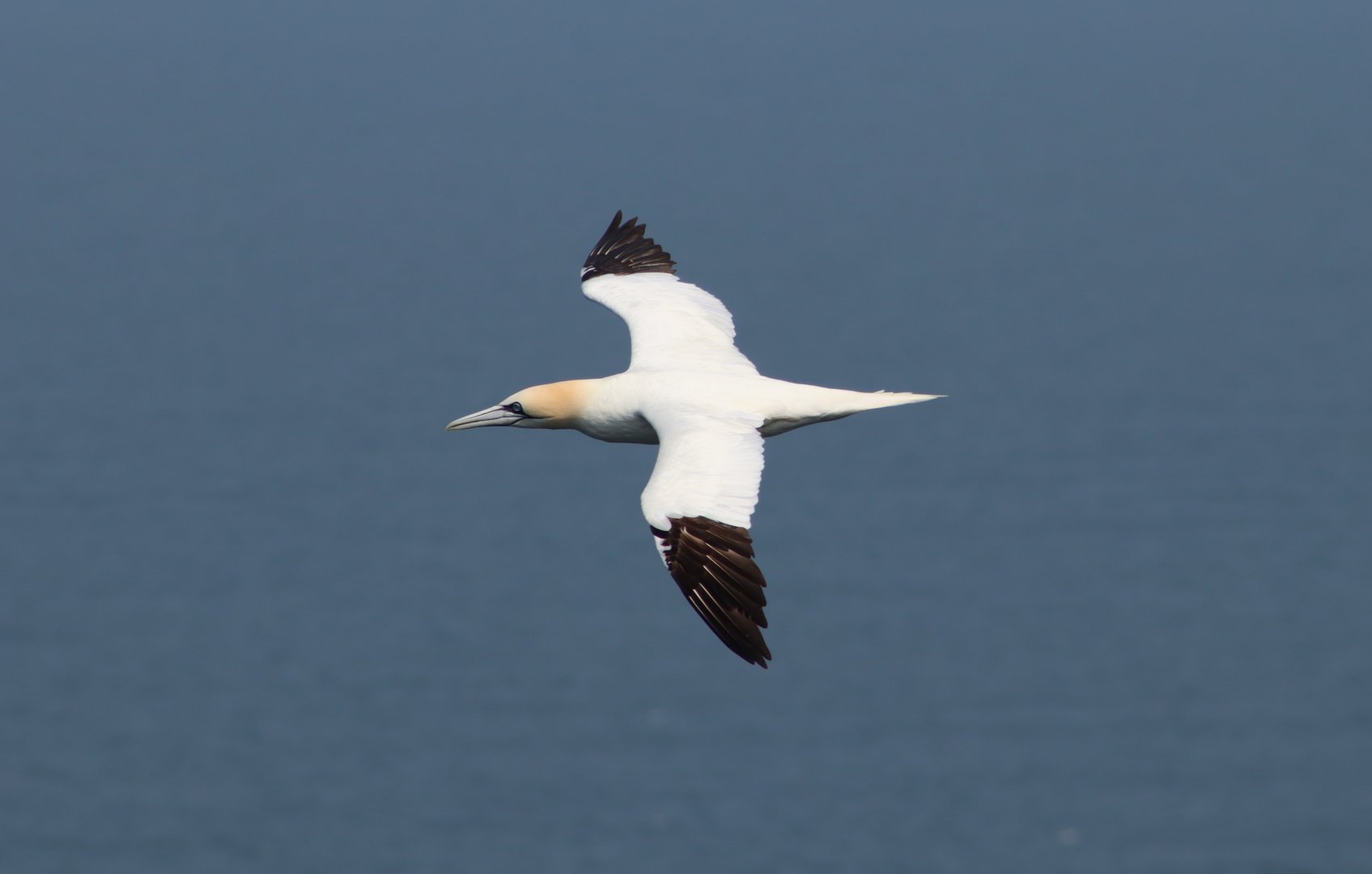 Northern gannet - 26 July 2021, RSPB Bempton Cliffs
