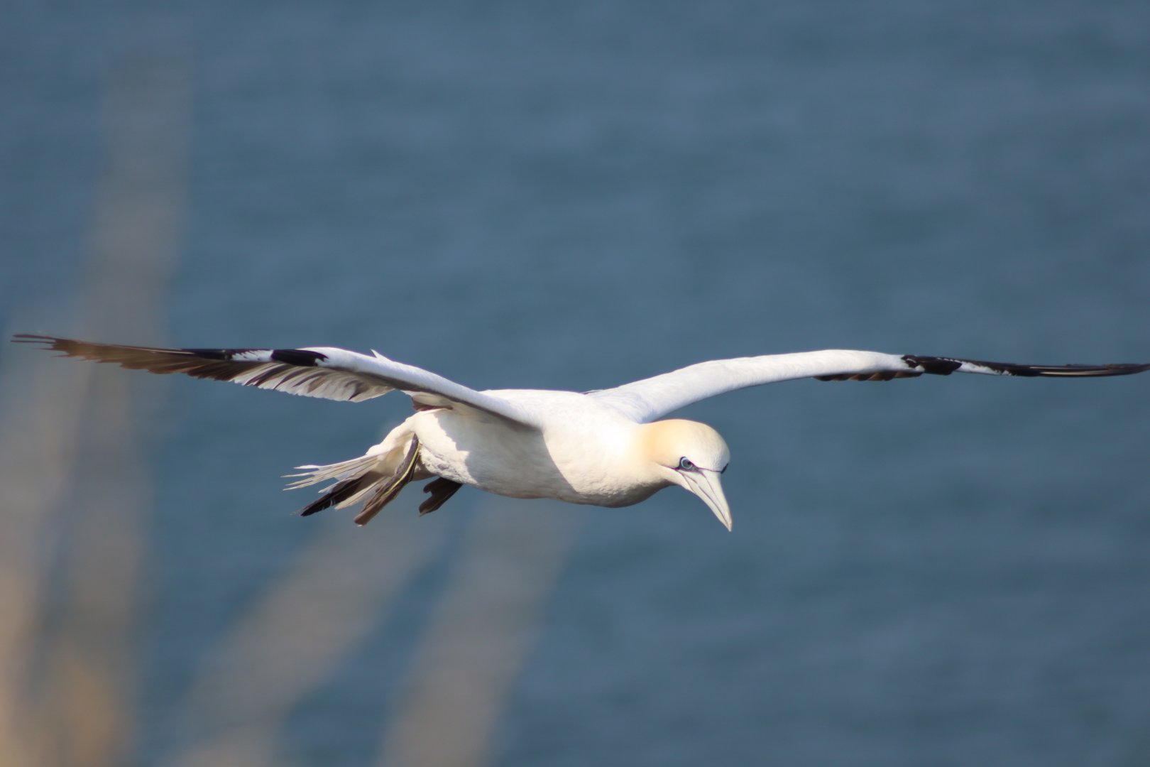 Northern gannet - 26 July 2021, RSPB Bempton Cliffs