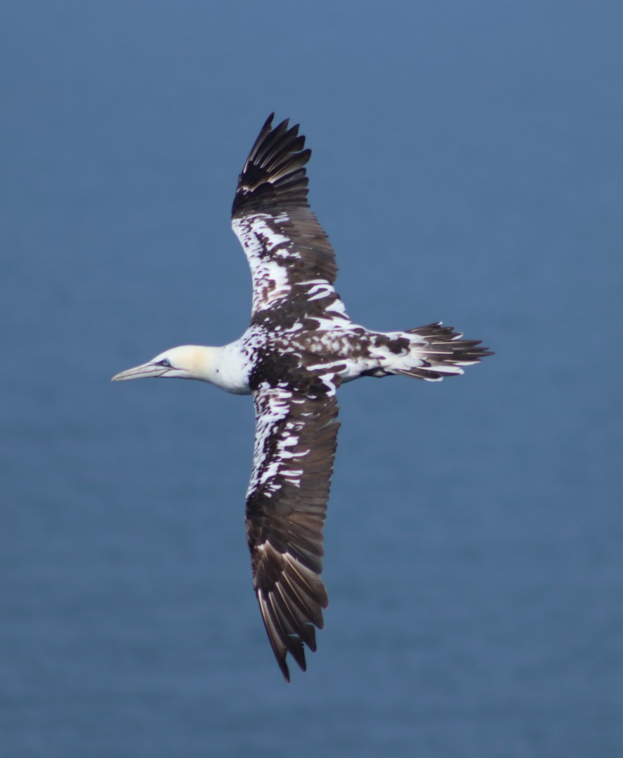 Northern gannet - 26 July 2021, RSPB Bempton Cliffs