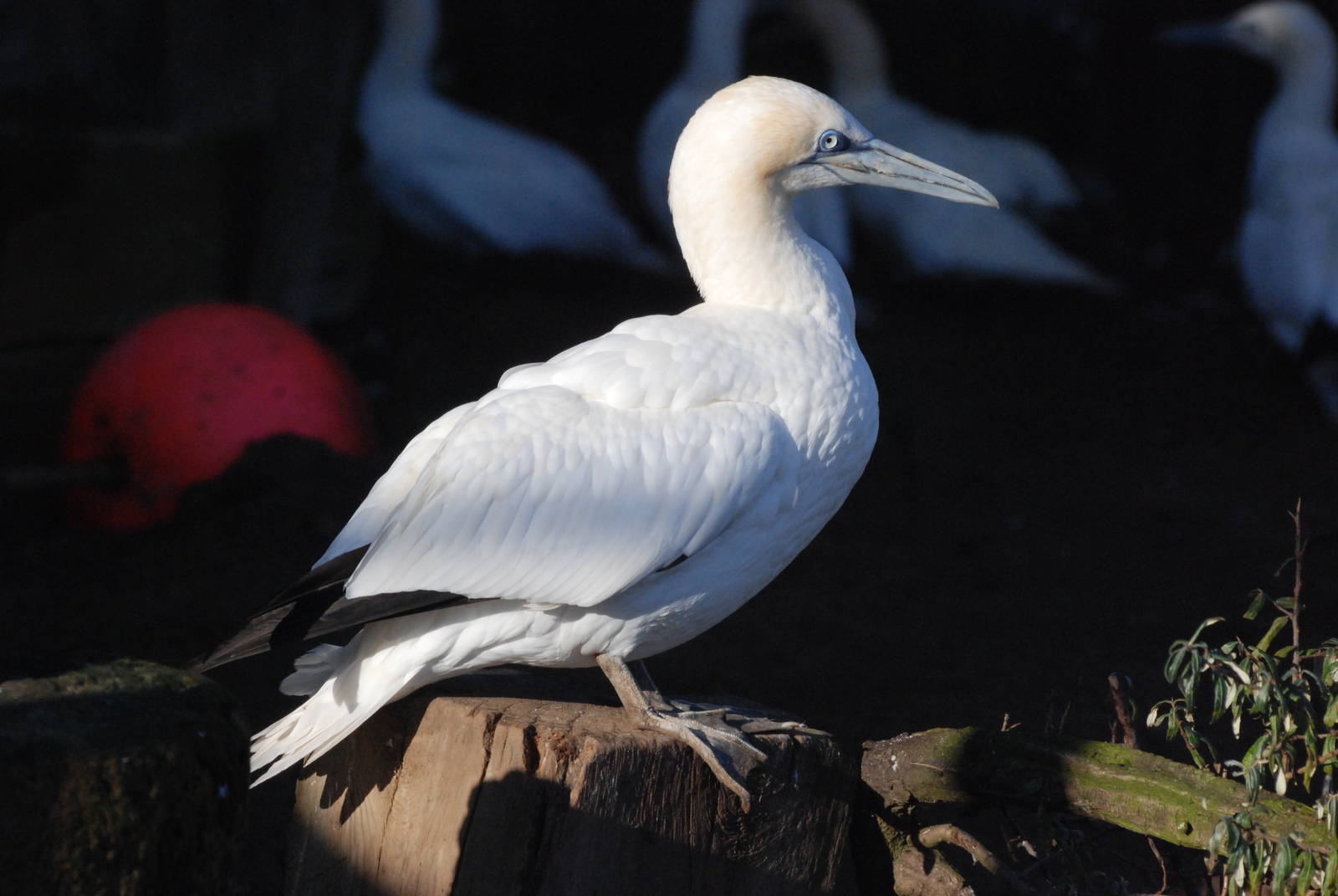 Northern Gannet at Mablethorpe, 11/11/12