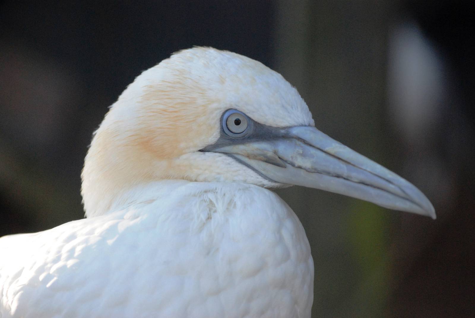 Northern Gannet at Mablethorpe, 11/11/12