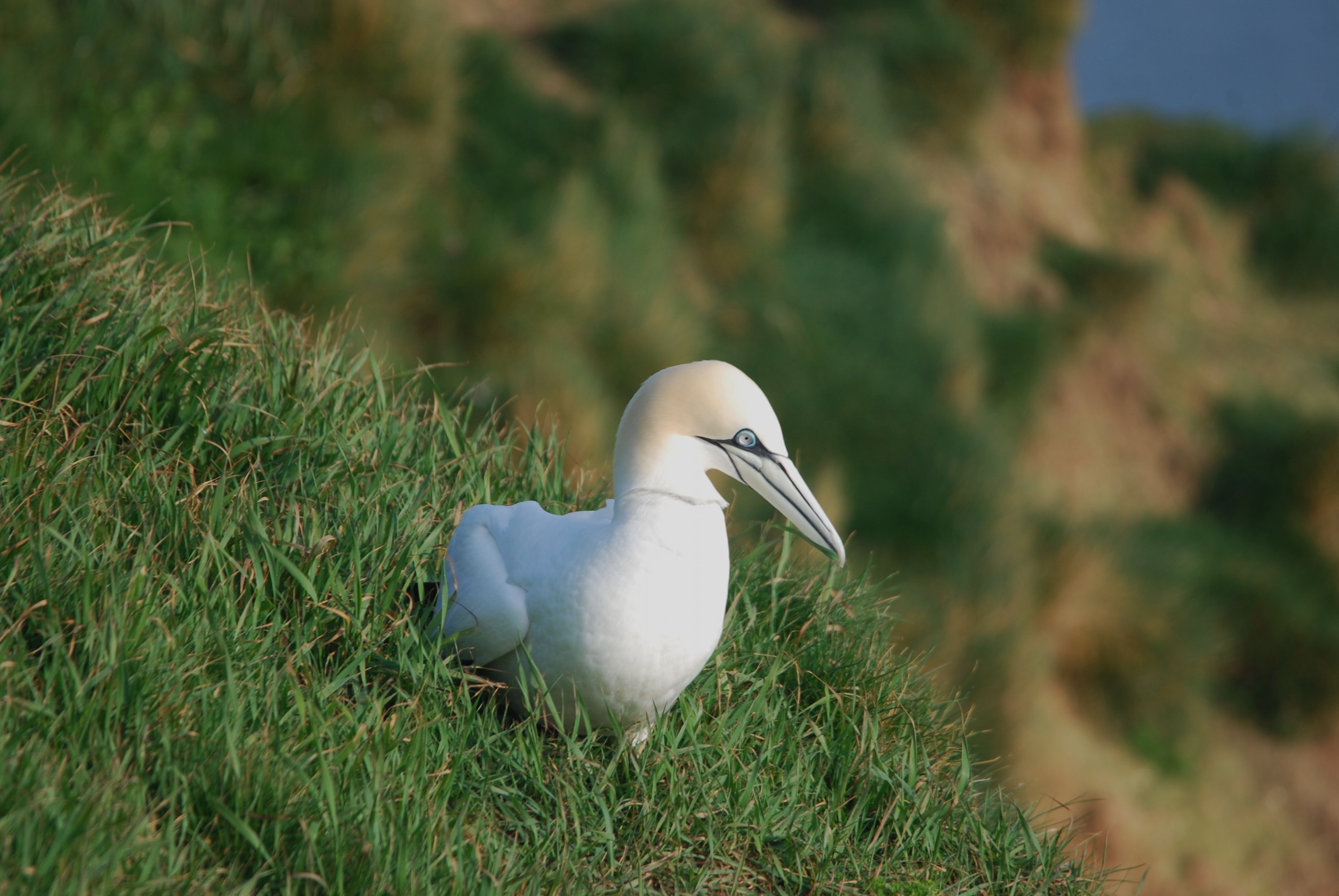 Northern Gannet at RSPB Bempton Cliffs, 16th April 2022