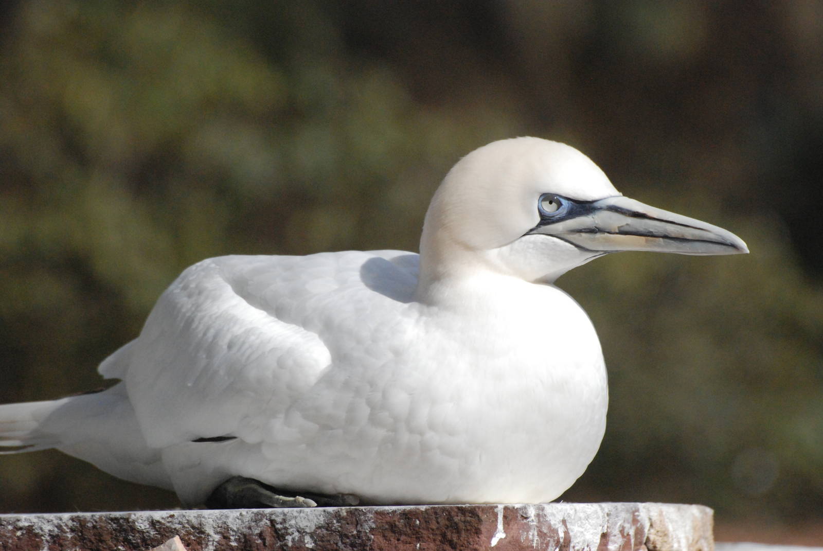 Northern Gannet at Walsrode, 22/03/13