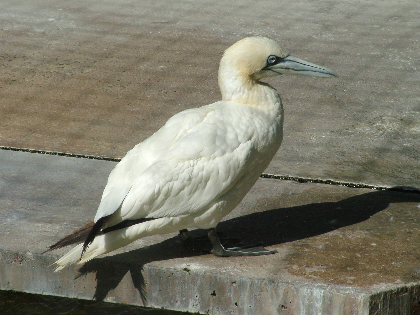 Northern Gannet at Wilhelma, Stuttgart 02/09/10
