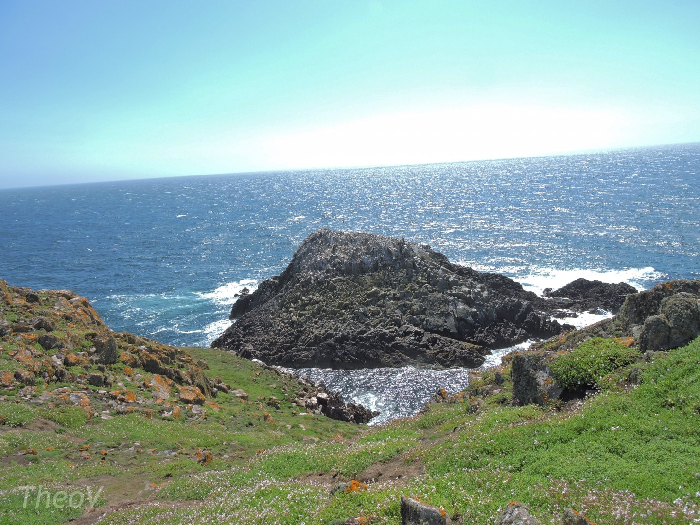 Northern gannet colony - Great Saltee [2016]
