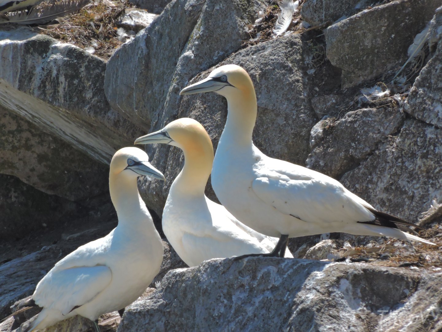 Northern gannet - Great Saltee [2016]