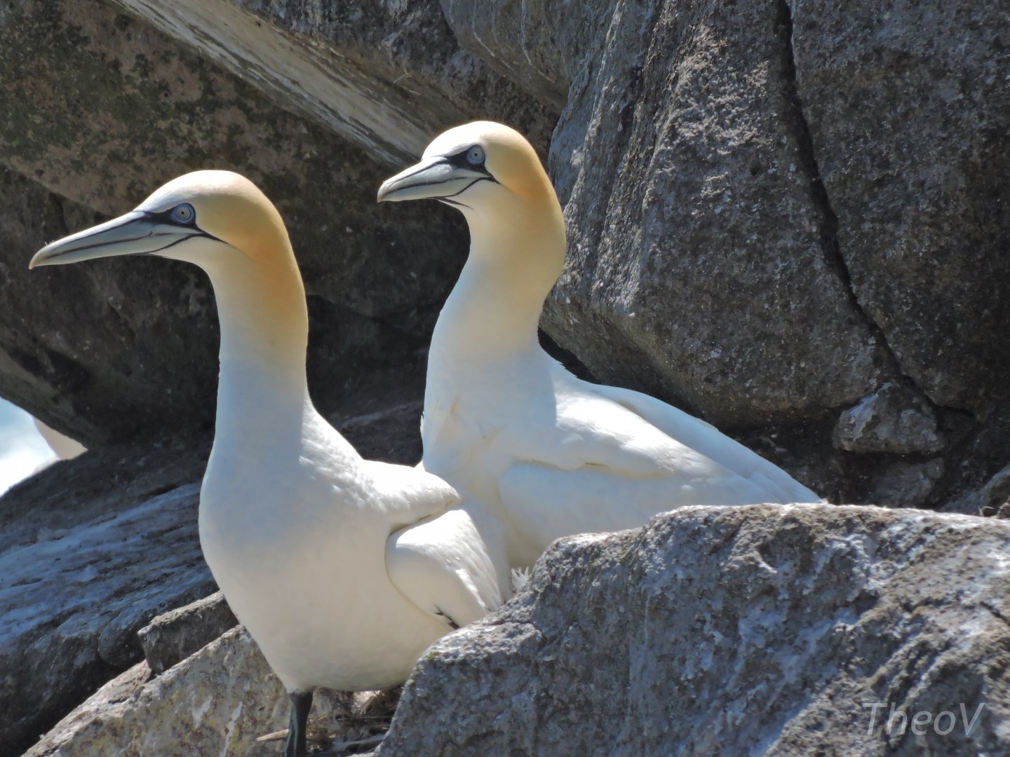 Northern gannet - Great Saltee [2016]