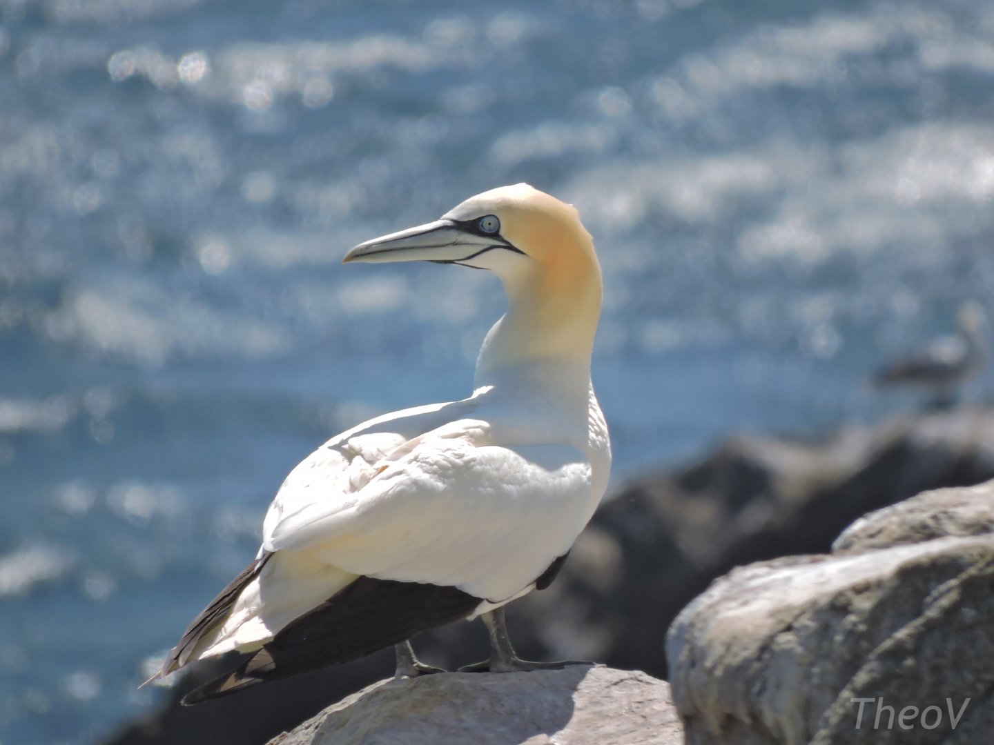 Northern gannet - Great Saltee [2016]