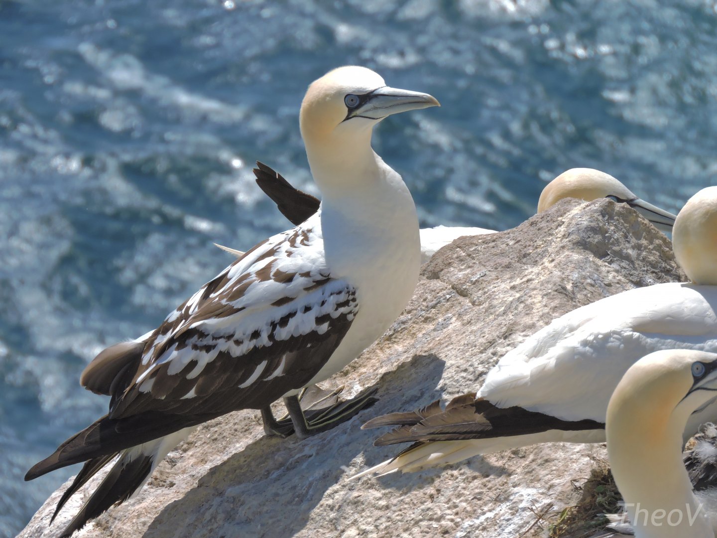 Northern gannet - Great Saltee [2016]