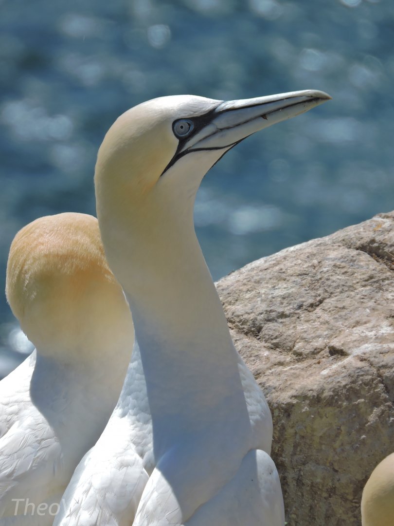 Northern gannet - Great Saltee [2016]