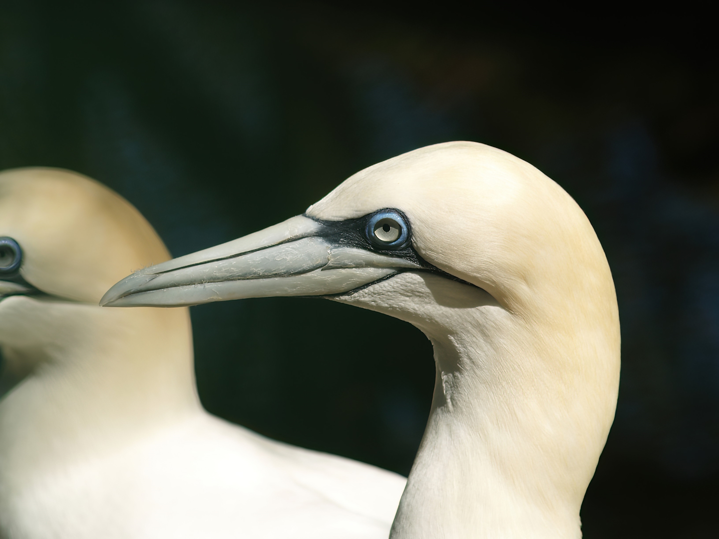 Northern gannet (Morus bassanus), 2007-04-15