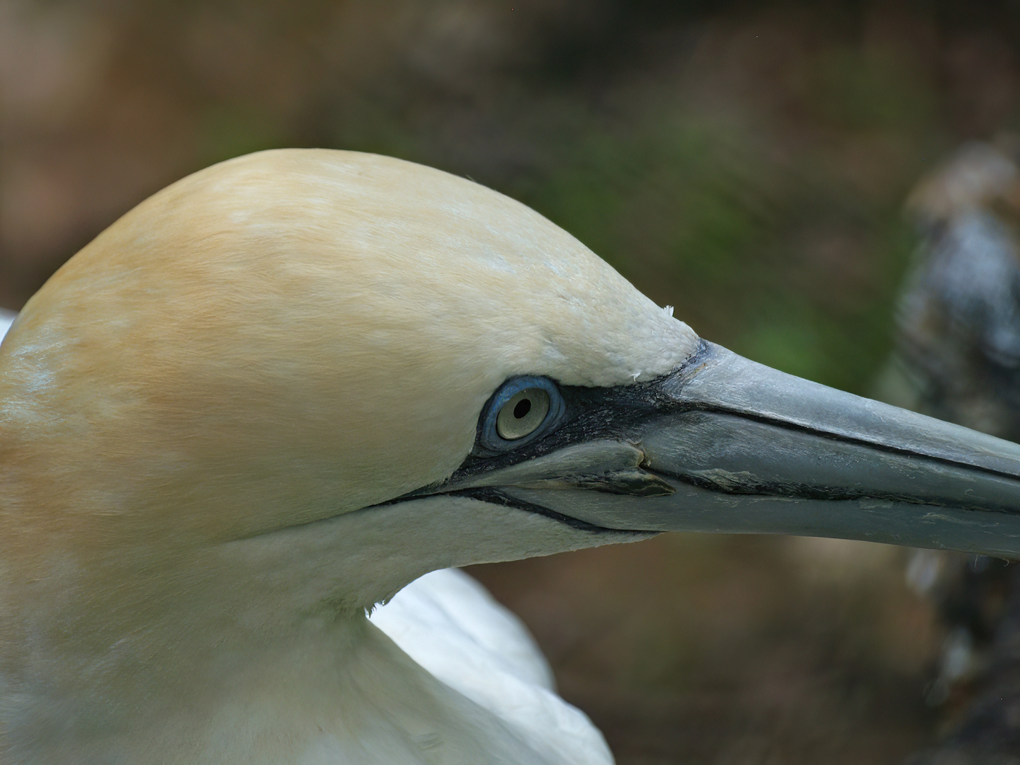 Northern gannet (Morus bassanus), 2008-07-22