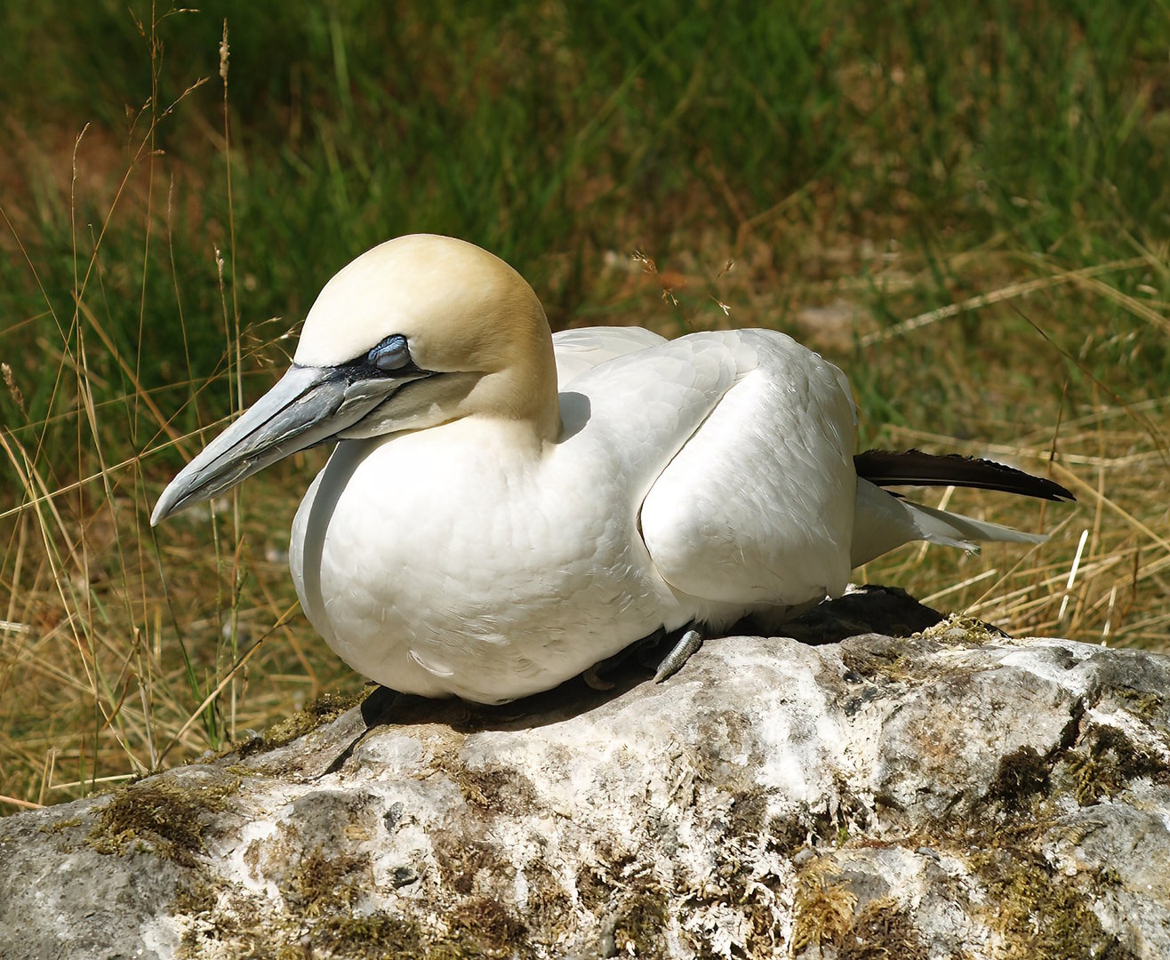 Northern gannet (Morus bassanus), 2010-07-24