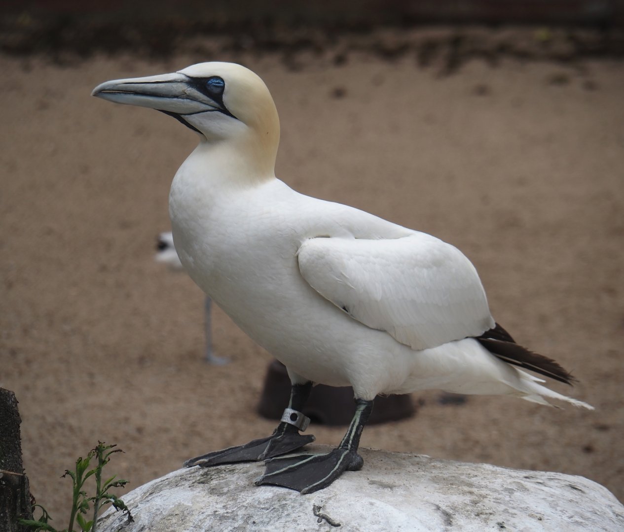 Northern gannet (Morus bassanus), 2024-05-21