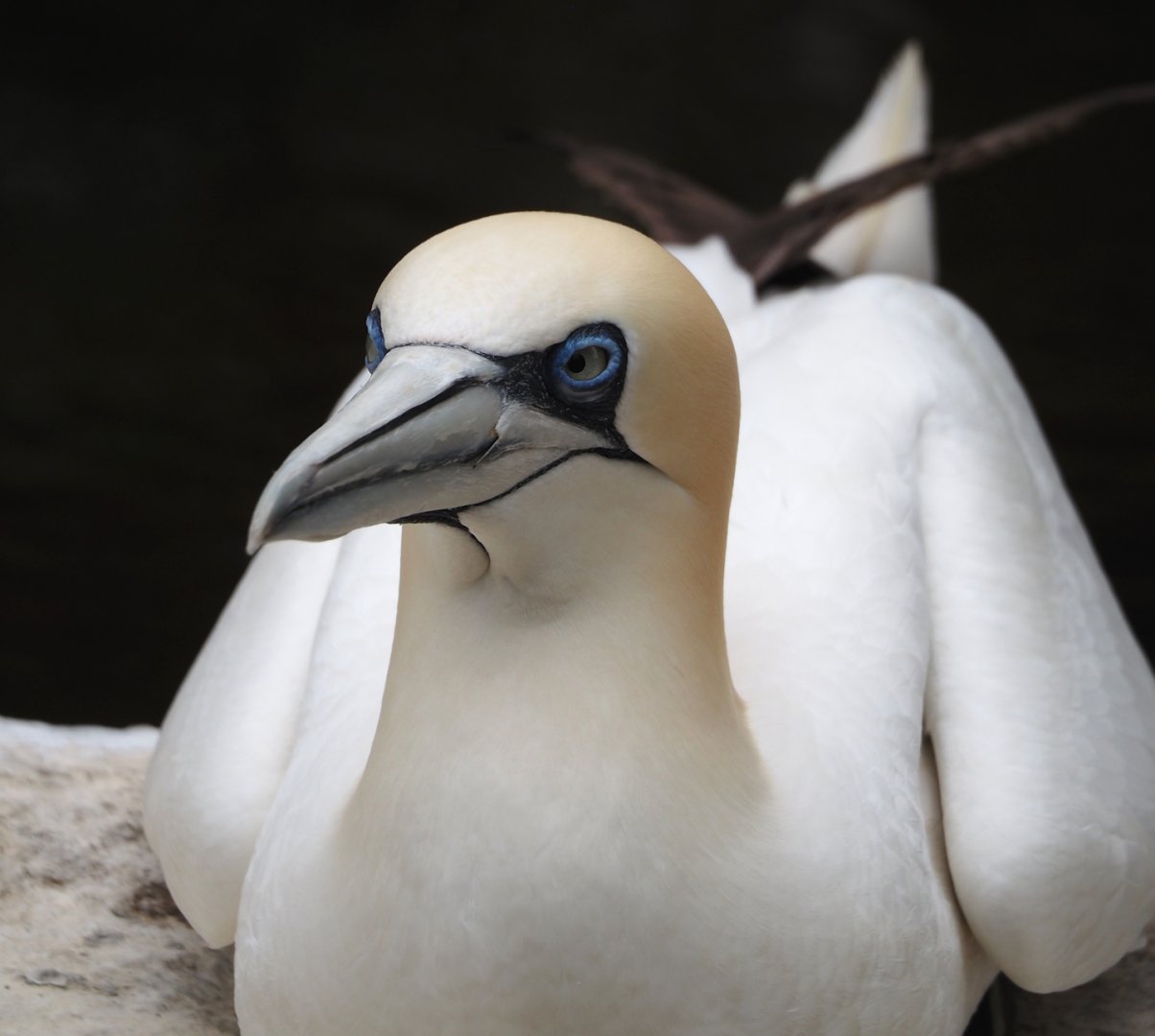 Northern gannet (Morus bassanus), 2024-05-21