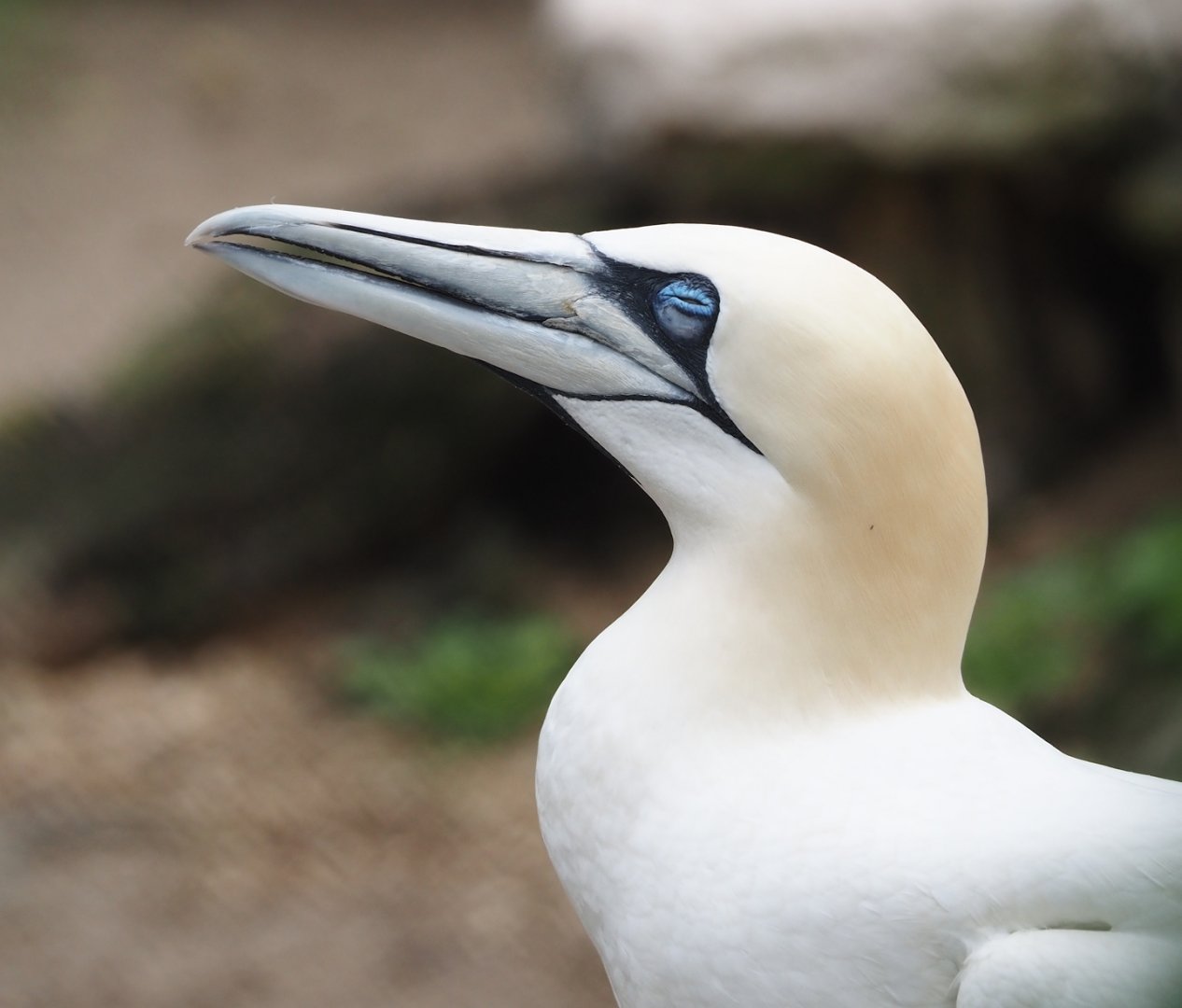 Northern gannet (Morus bassanus), 2024-05-21