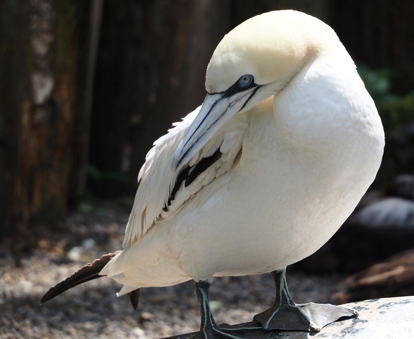 Northern gannet (Morus bassanus), 2024-05-23