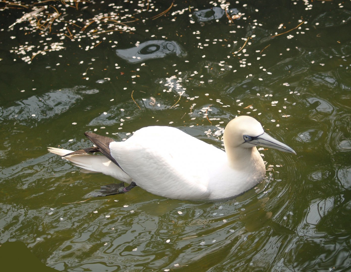 Northern gannet (Morus bassanus), May 2006