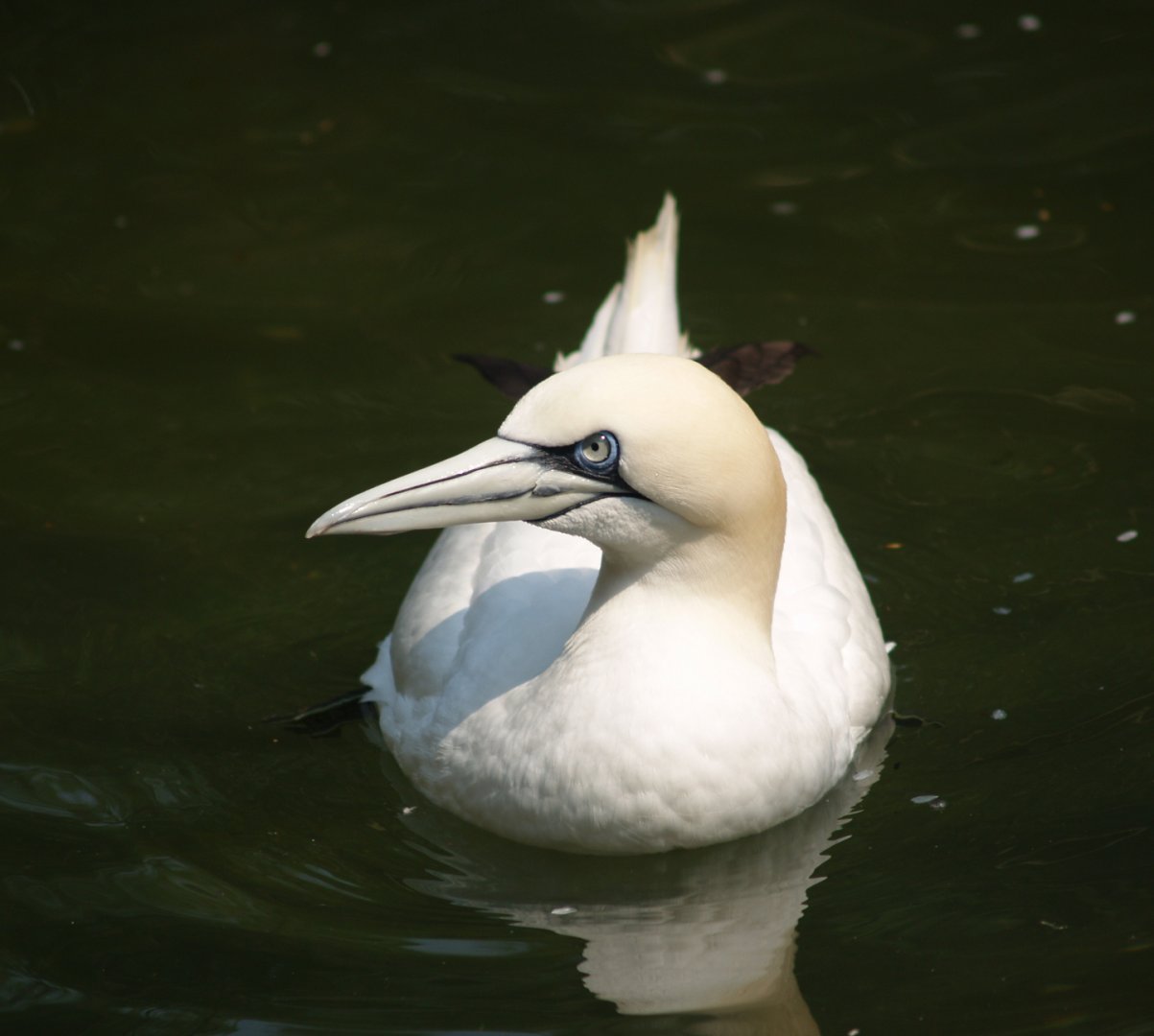 Northern gannet (Morus bassanus), May 2006