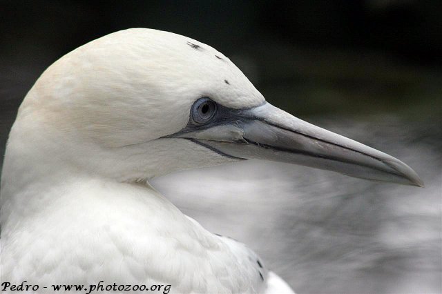 Northern gannet (Morus bassanus)