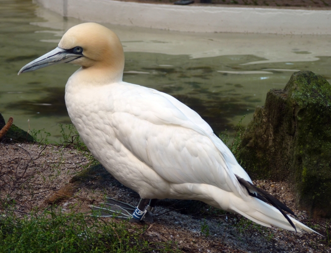 Northern gannet (Morus bassanus)