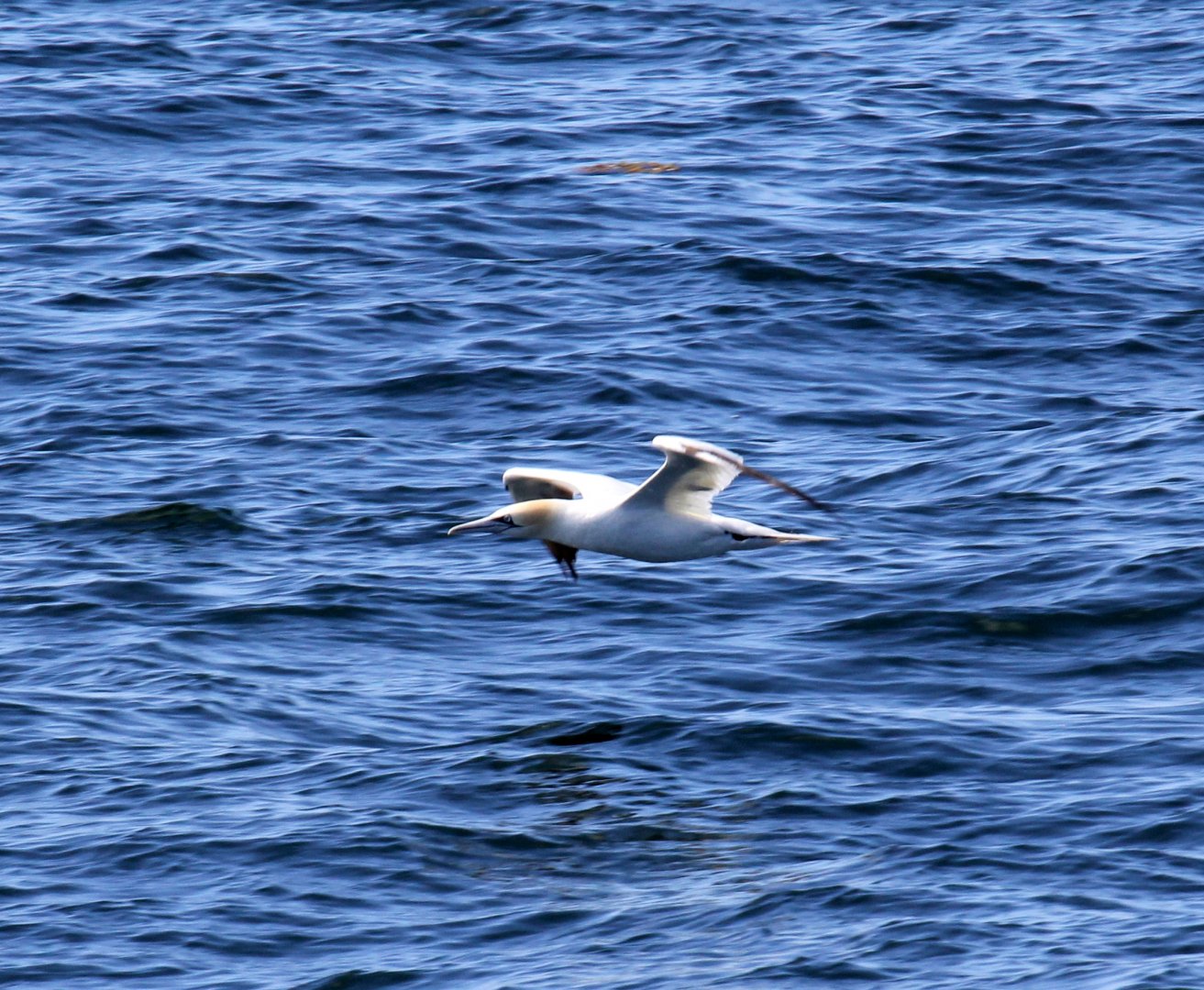 northern gannet (Morus bassanus)
