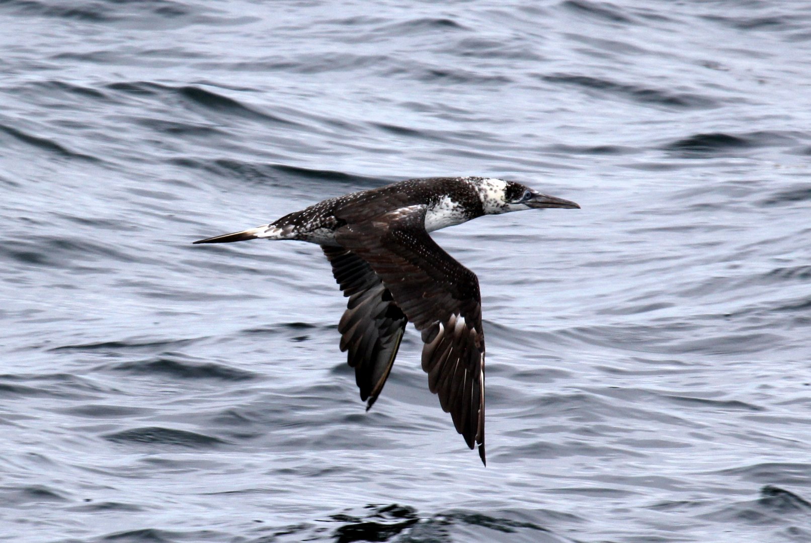 northern gannet (Morus bassanus)