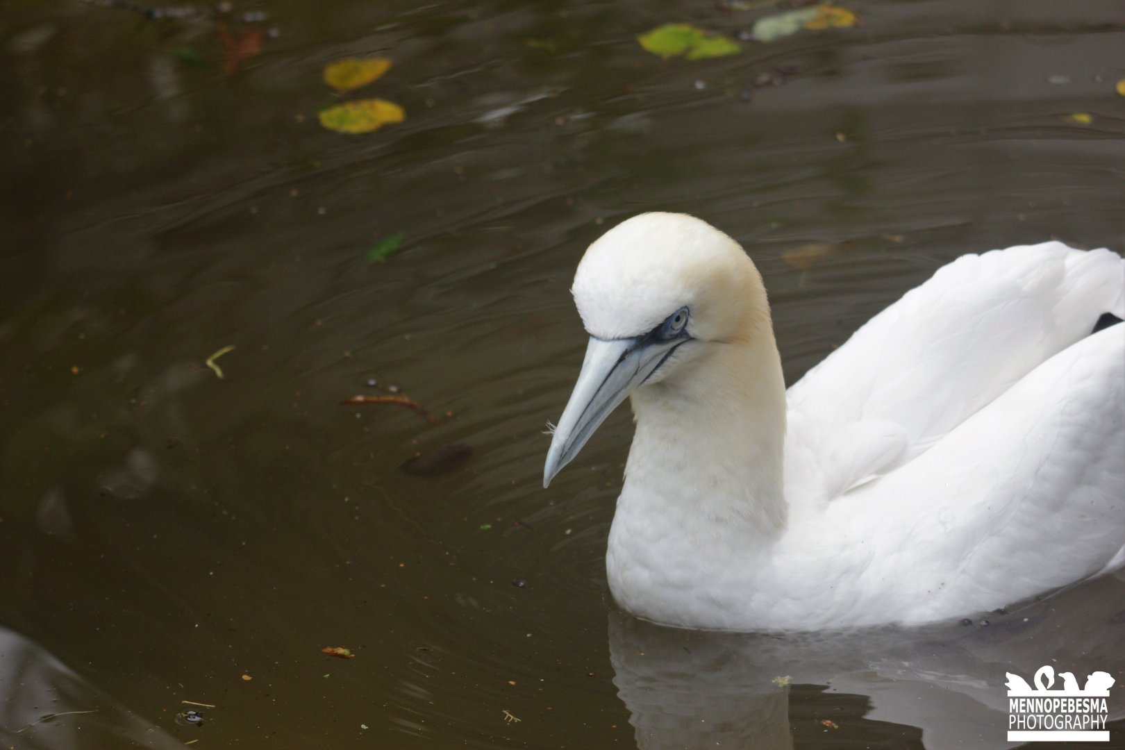 Northern gannet (Morus bassanus)
