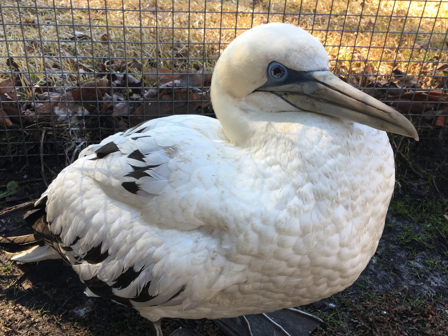 Northern Gannet (Morus bassanus)