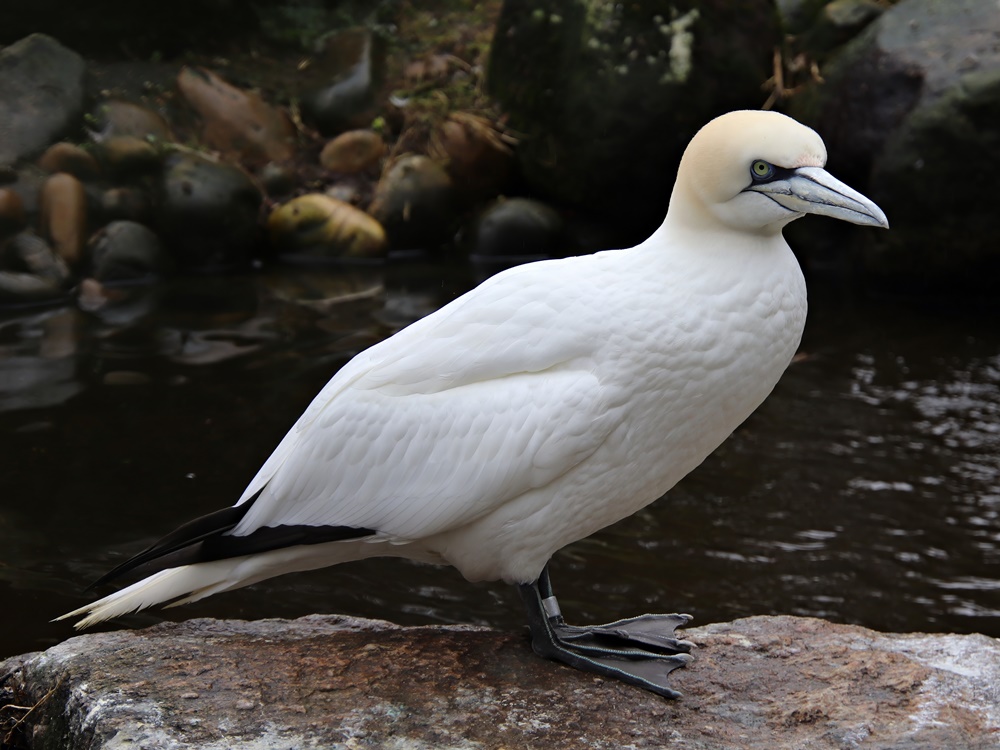 Northern gannet (Morus bassanus)